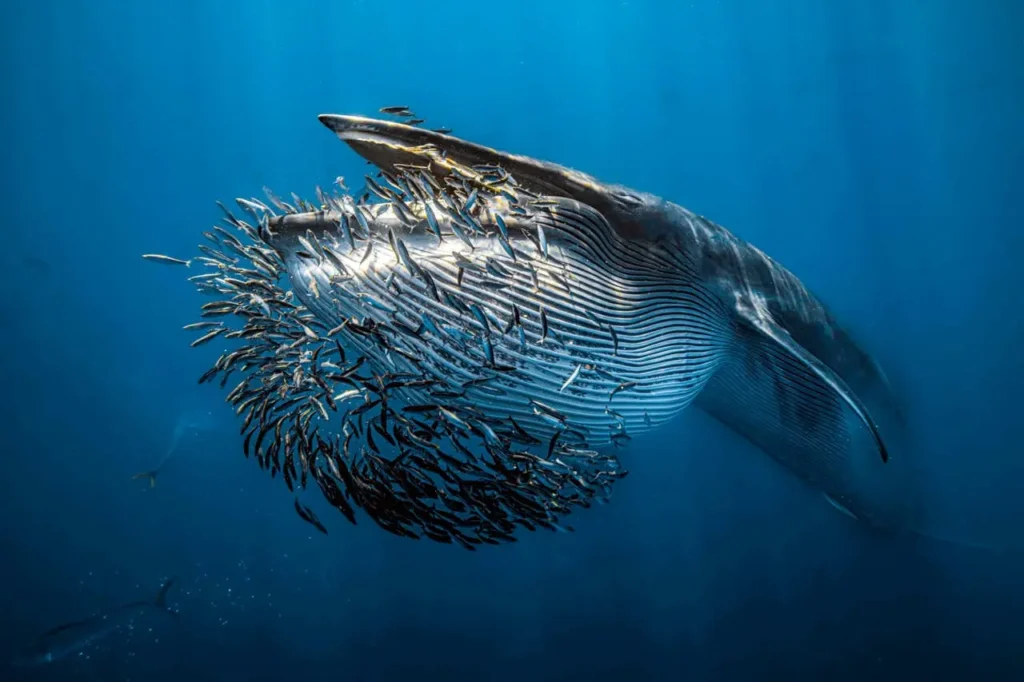 ballena-bryde-underwater-photographer-of-the-year-2024 | Ambienta Ballena de Bryde cazando sardinas, fotografía de Rafael Fernández Caballero. Underwater Photographer of the Year 2024.