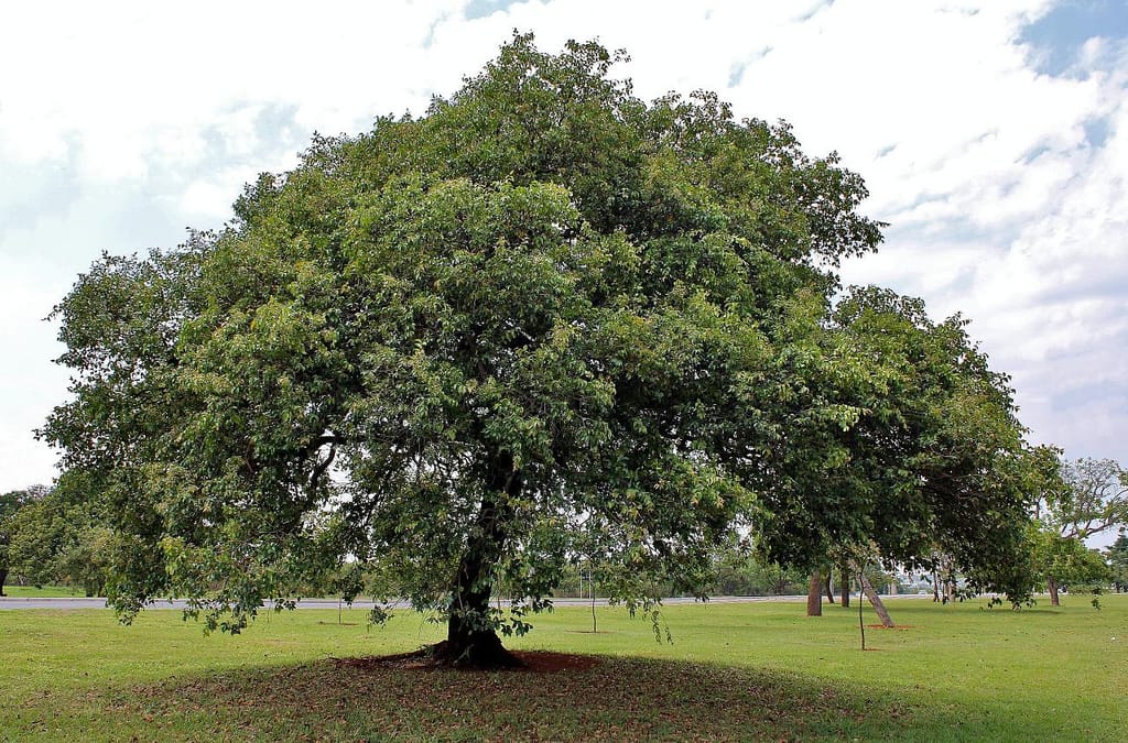 La importancia de los árboles. Ejemplar de Arrayán resaltando la importancia de los árboles nativos en el ecosistema local.