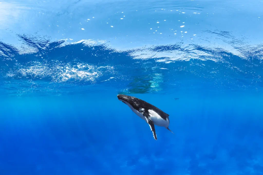 El Latido De Los Océanos Por Qué Su Protección Es Nuestra Prioridad Una ballena yubarta símbolo del latido del planeta y la biodiversidad de los océanos que debemos proteger.
