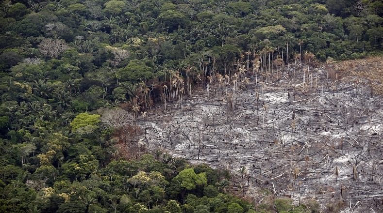 Las llamas y la ilegalidad consumen la biodiversidad colombiana | Ambienta