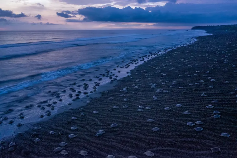 olive-ridley-sea-turtles-lay-eggs-costa-rica | Ambienta
