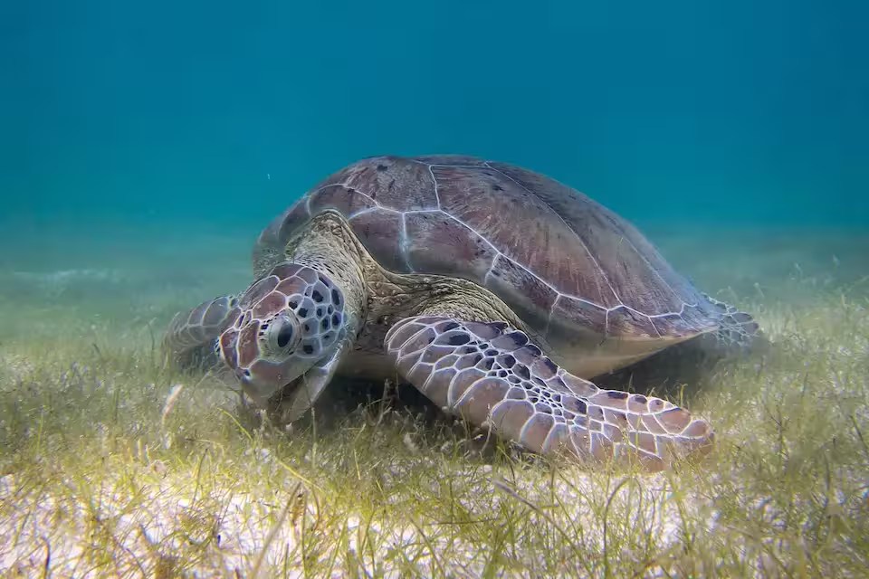 Tortuga verde (Chelonia mydas) alimentándose en una pradera marina profunda, en el marco del Día Mundial de las Tortugas Marinas.