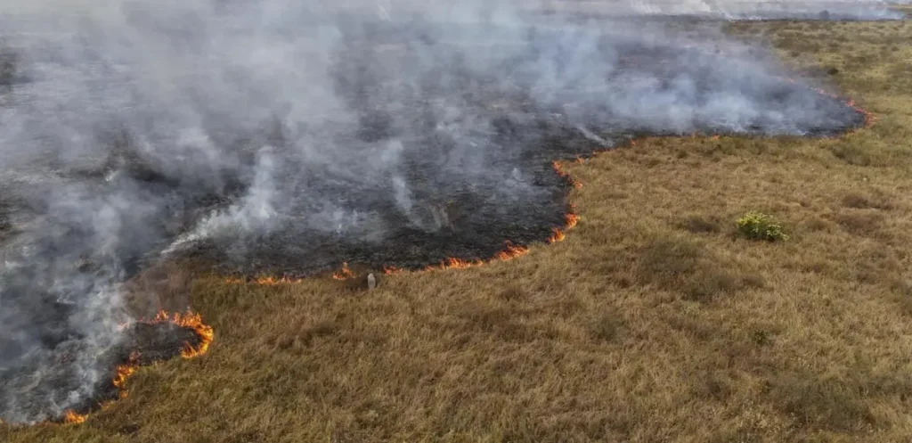 crisis-hidrica-pantanal-incendios-brasil | Ambienta Incendios forestales en el Pantanal brasileño causados por la sequía y la crisis hídrica.