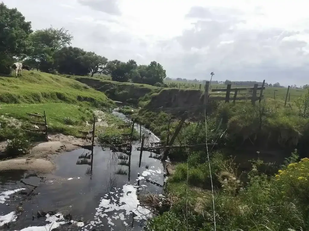 Cañada contaminada en Castillos, Rocha, un reflejo de la urgencia por una Ley de Delitos Ambientales en Uruguay. Investigadores del CURE identificaron aquí más de 50 contaminantes emergentes.