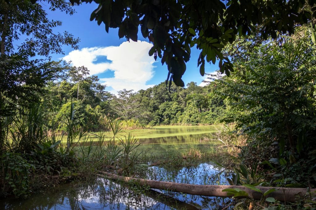 Green lake in the middle of Bolivian rainforest, Madidi national park in the Amazon river basin in Bolivia | Ambienta