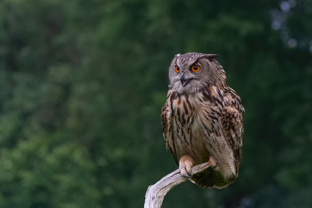 Eurasian Eagle-Owl (Bubo bubo) sitting on a branch in Gelderland in the Netherlands | Ambienta