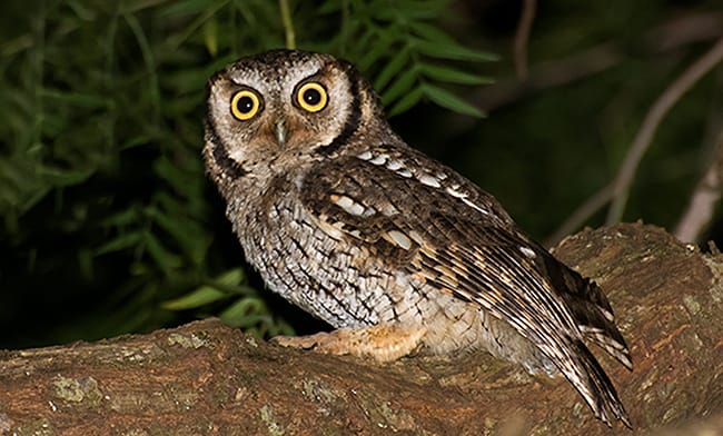Buhos_y_lechuzas_del_Uruguay8 | Ambienta