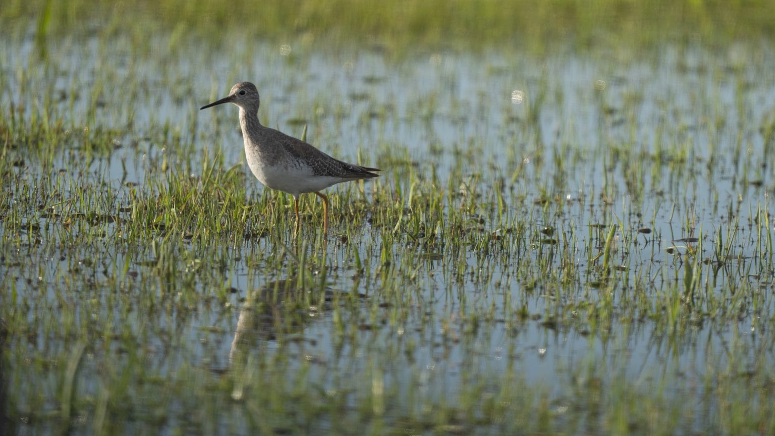 hábitat La Serie Documental Uruguaya Que Redefinirá Tu Conexión Con La Naturaleza