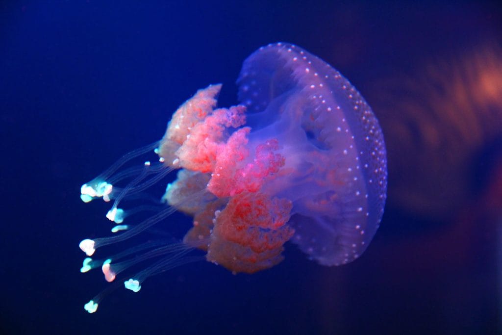 Barrel jellyfish | Ambienta