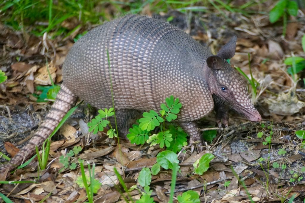 Nine-banded armadillo in Florida | Ambienta