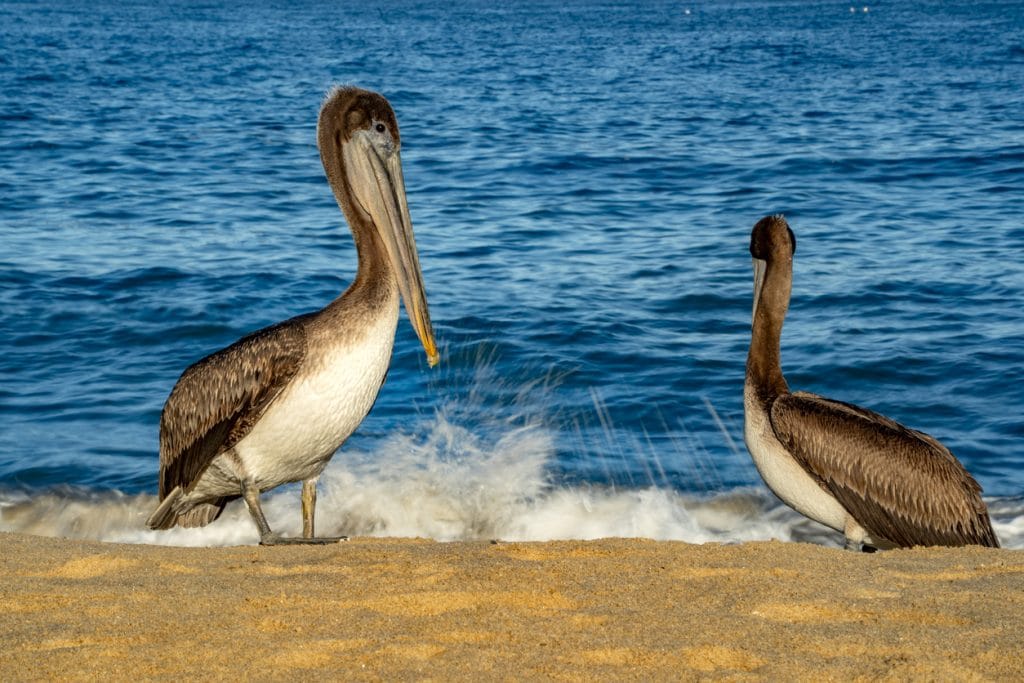 pelicans and cormorant and birds colony in baja california sur mexico, magdalena bay | Ambienta