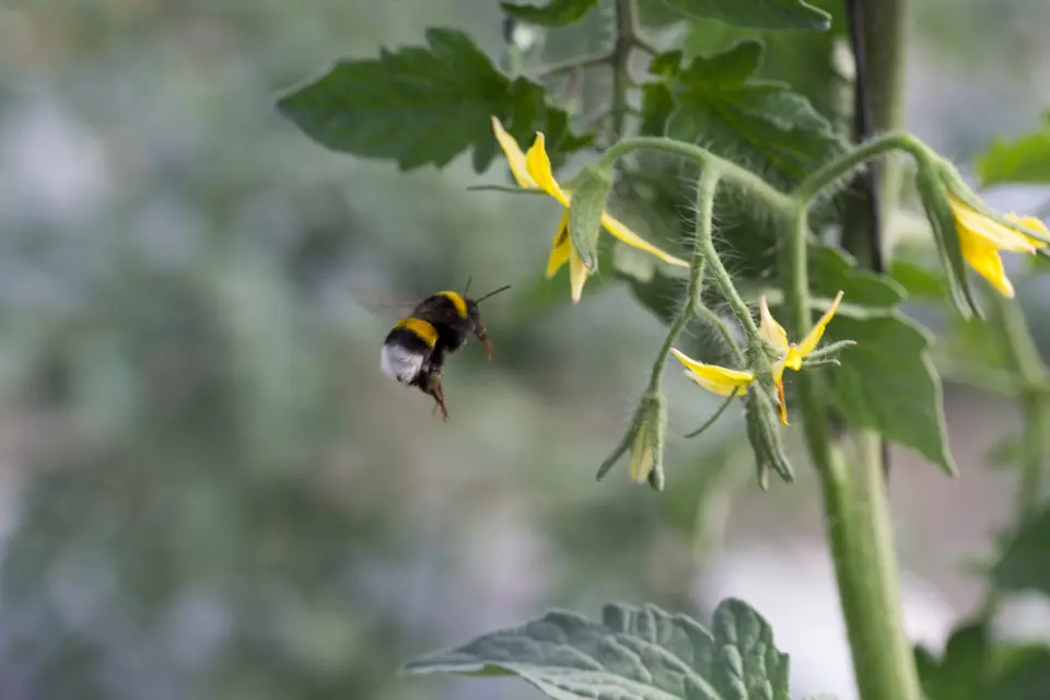 Abejorro polinizando flores, una acción clave para la protección de la naturaleza y la agricultura.
