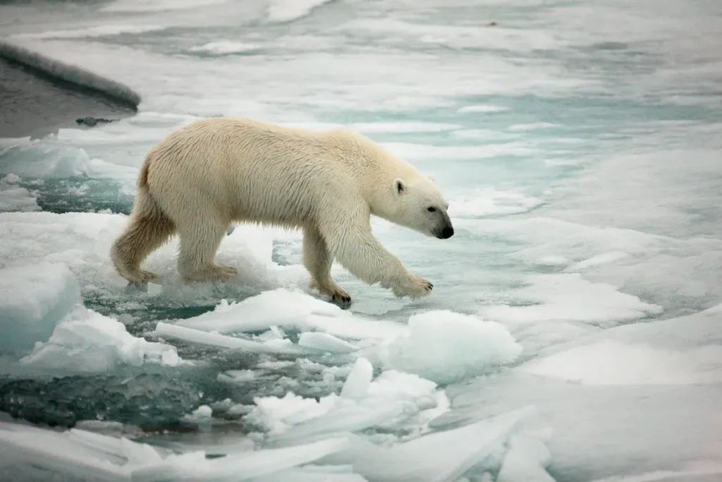 deshielo-polar-calentamiento-oceanico | Ambienta Regiones polares derritiéndose por el incremento del calentamiento de los océanos.