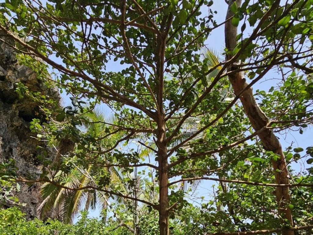 garcinia-portoricensis-tree-puerto-rico.-photo-by-3t-vakil_cropped-2 | Ambienta