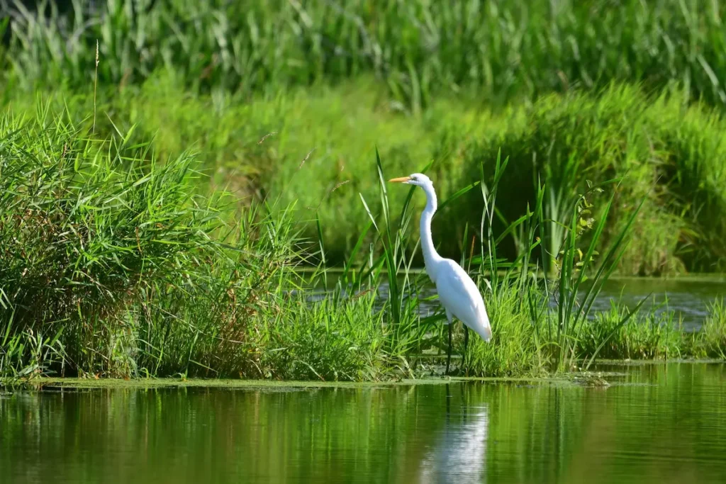 Garza en humedal, símbolo de la biodiversidad y la protección de la naturaleza.