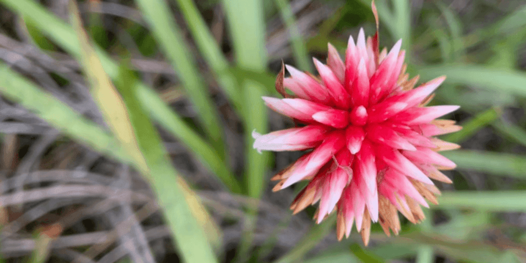 flordeini-ridacop16--1- | Ambienta