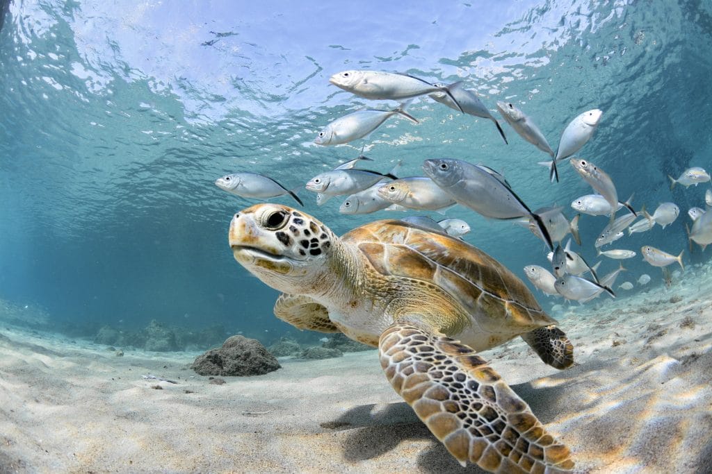 Turtle closeup with school of fish | Ambienta