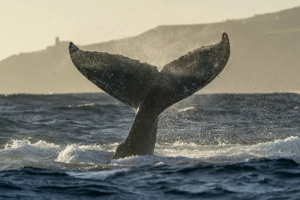 Cola de ballena jorobada en el Pacífico representando la protección de áreas marinas aprobada en la COP16.