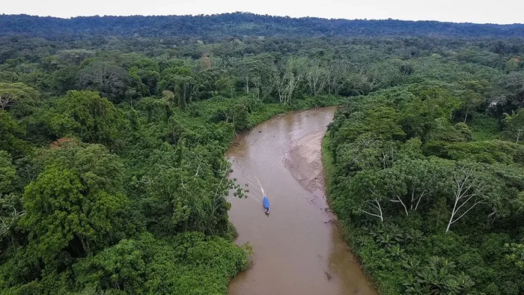 Vista aérea de la cuenca amazónica de Ecuador, hábitat de árboles endémicos en peligro.
