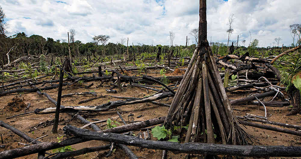 deforestacion_amazonia | Ambienta