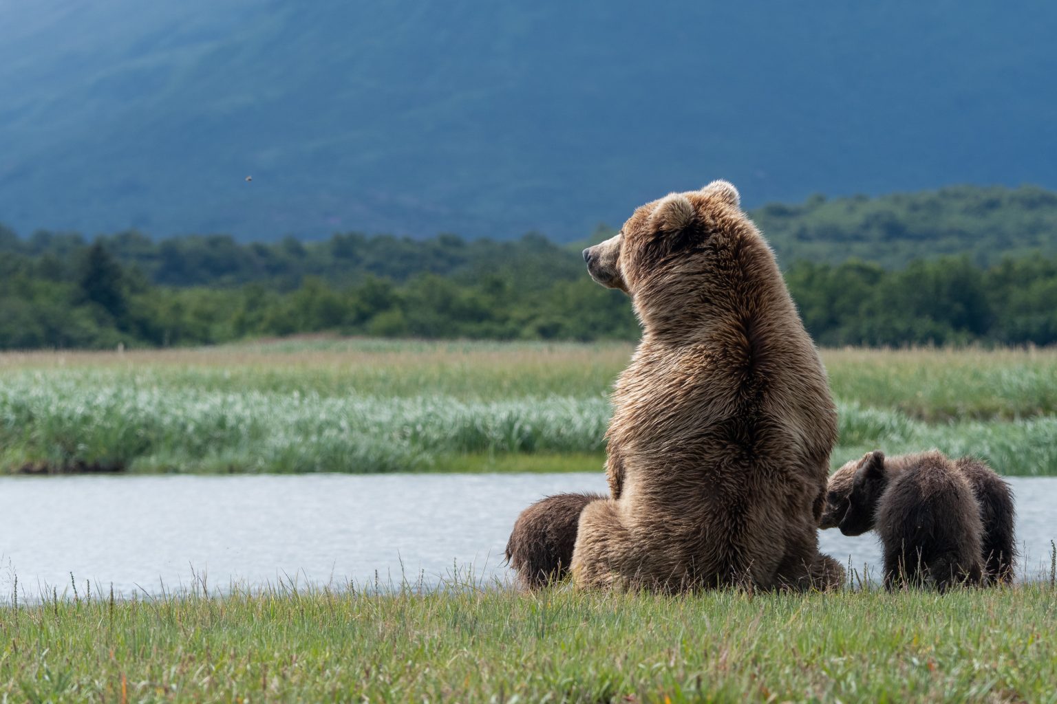 Día internacional para La Protección De Los Osos