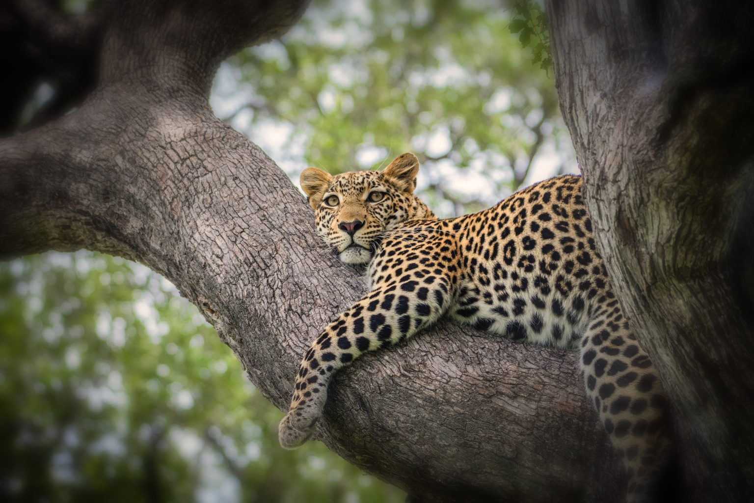 Día Mundial De La Vida Silvestre