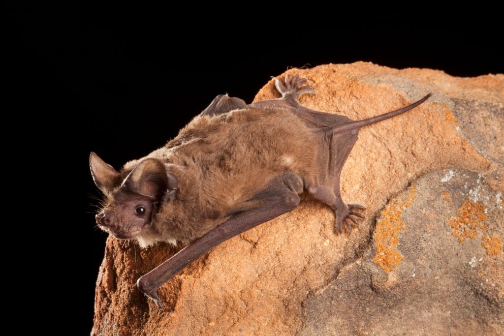 A-Mexican-free-tailed-bat-is-roosting_Michael-DurhamMinden-Pictures-Bat-Conservation-International-1407x938 | Ambienta