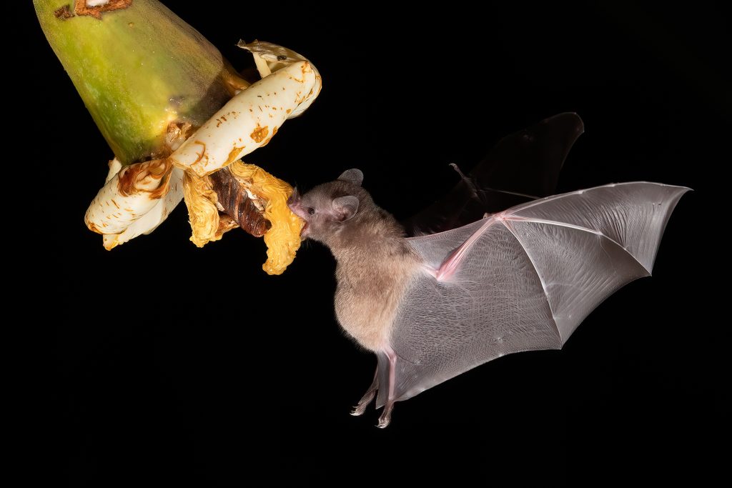 Lonchophylla robusta, Orange nectar bat The bat is hovering and drinking the nectar from the beautiful flower in the rain forest, night picture, Costa Rica | Ambienta