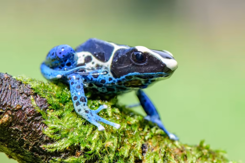 Un anfibio exótico de color azul sobre una rama con musgo en su hábitat tropical.