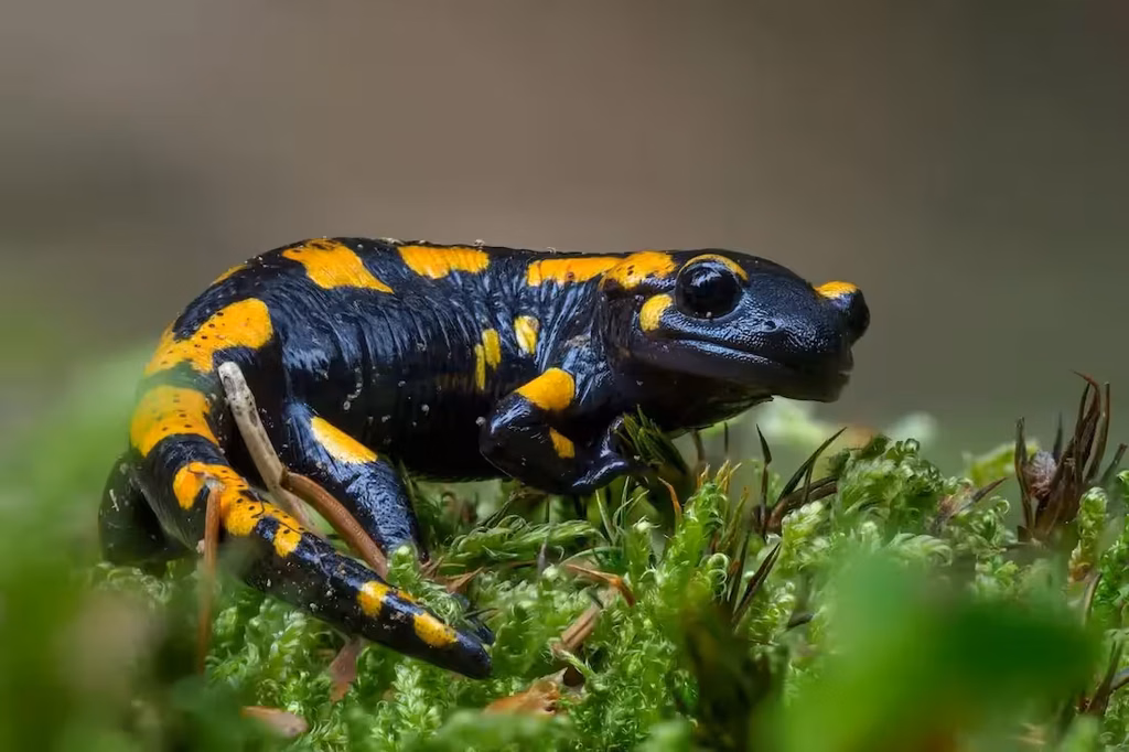 Salamandra de fuego en un microambiente boscoso en riesgo por el aumento de temperatura.