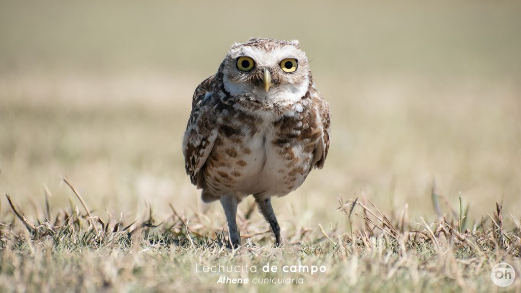 Lechucita-de-campo-2 | Ambienta