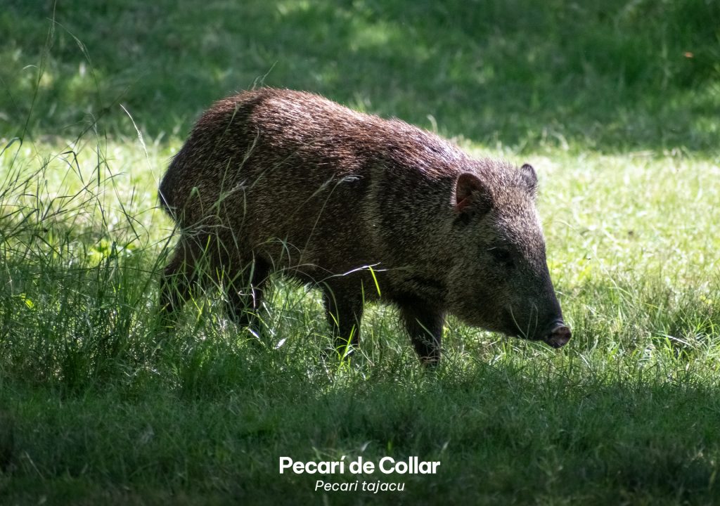 PECARÍ DE COLLAR | Ambienta