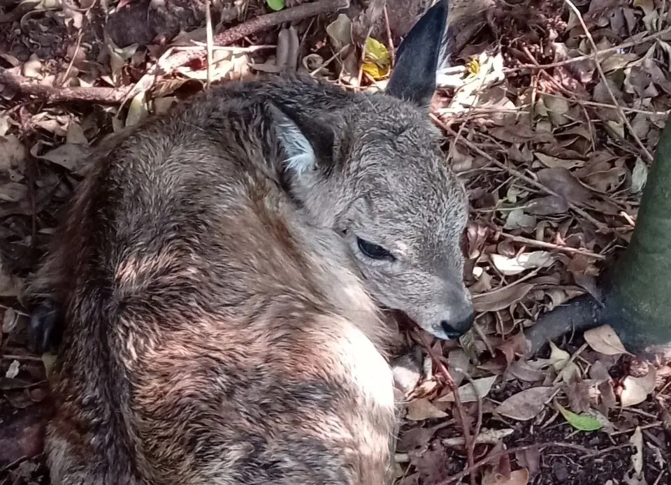 Venado de campo Ozotoceros bezoarticus en peligro de extinción en Uruguay.