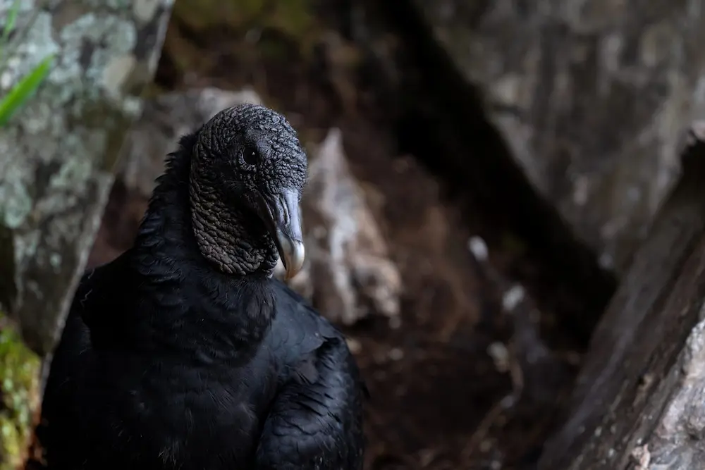 El cuervo Coragyps atratus posado sobre una roca en Uruguay. Imagen de Atenea Colectivo Films.