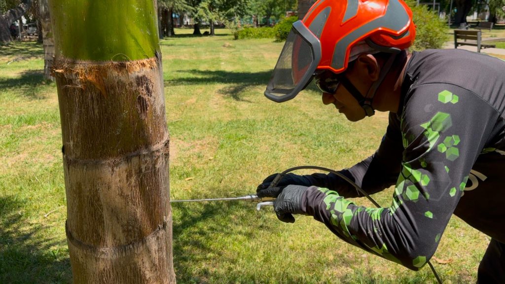 El Picudo Rojo Arrasa Con Las Palmeras De Uruguay