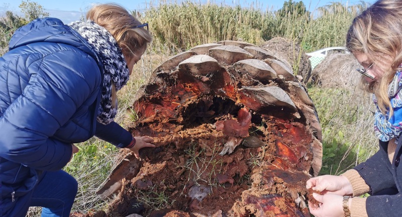 El Picudo Rojo Arrasa Con Las Palmeras De Uruguay