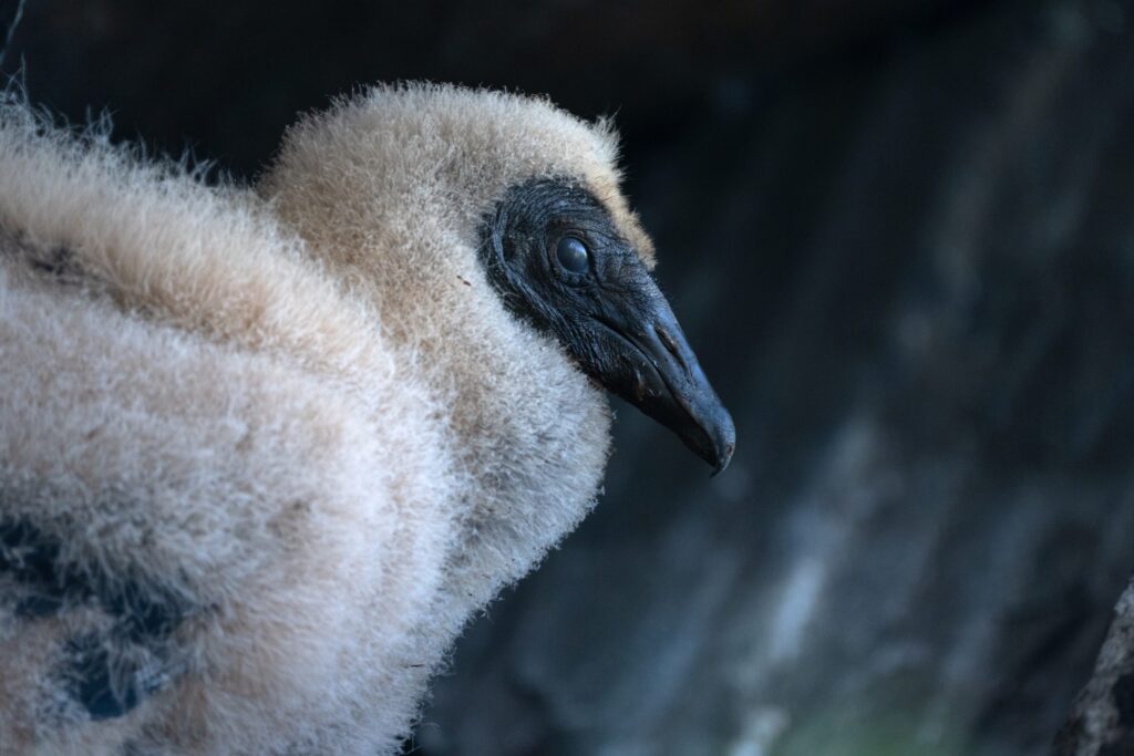 Primer plano de una cría del cuervo Coragyps atratus en la Quebrada de los Cuervos. Simboliza el ciclo de vida y muerte que narra la obra de Atenea Colectivo Films.
