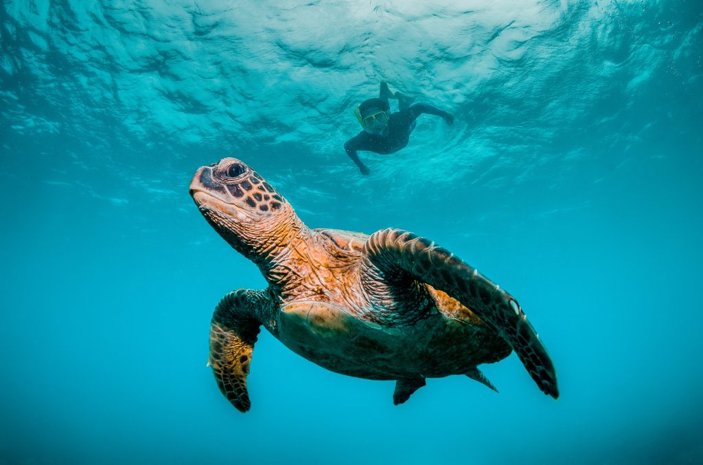 Green sea turtle swimming among colorful reef formations in clea | Ambienta