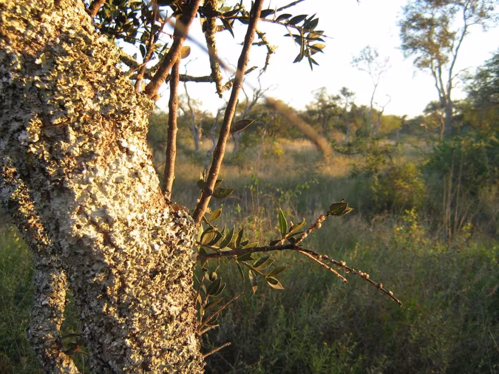 Detalle de corteza y hojas de un árbol de algarrobo, componente esencial del monte nativo en el litoral oeste de Uruguay.