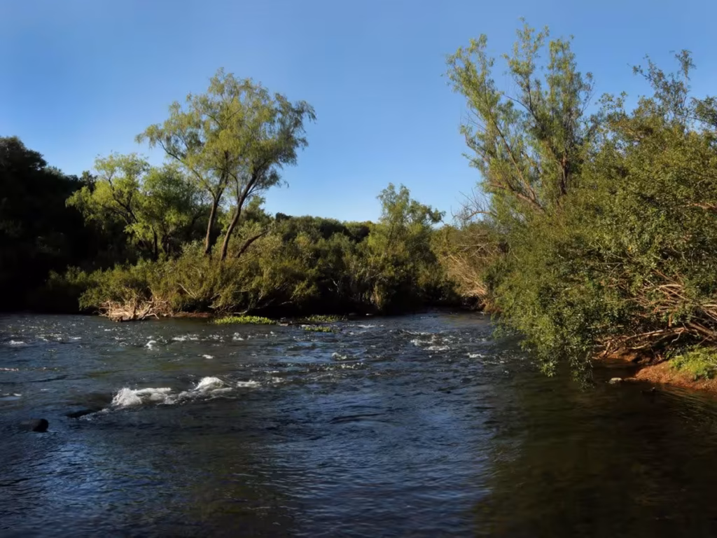Vista del monte nativo ribereño a orillas del Río Queguay en Uruguay.