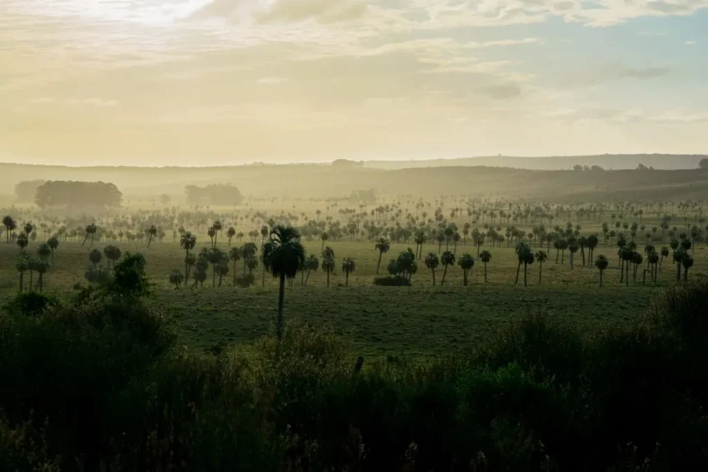 Vista panorámica de los palmares de Rocha, una de las comunidades vegetales y formaciones del monte nativo en Uruguay.
