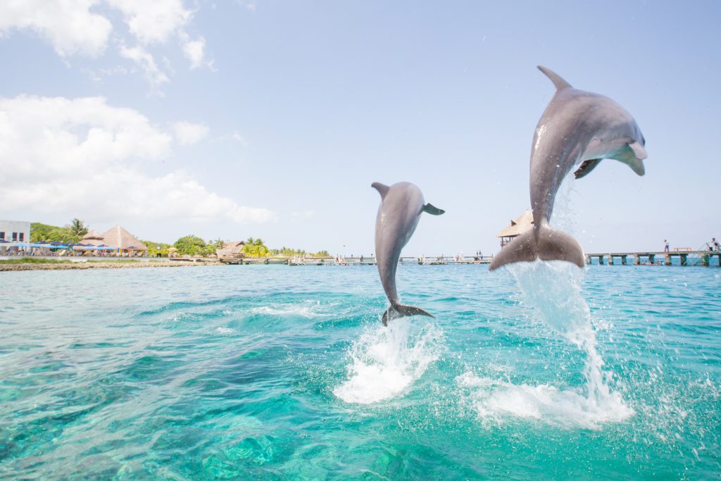 | Ambienta delfines saltando
