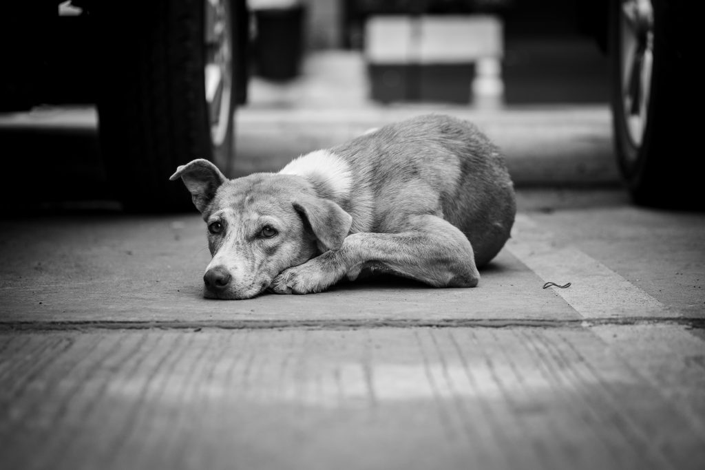 Stray dog sleep. | Ambienta