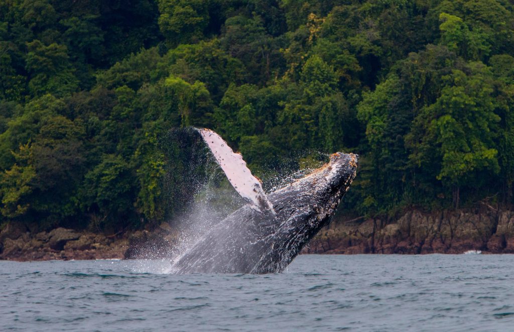 Ballena jorobada saltando en el océano