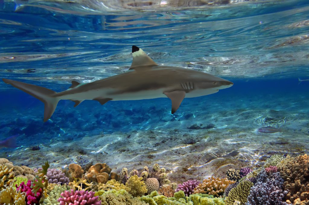 Grey reef shark swimming among coral reef in the wild | Ambienta