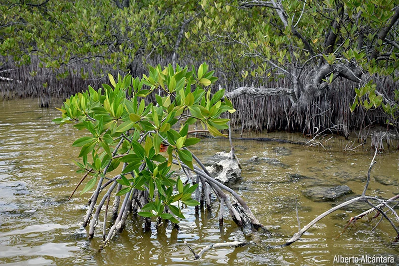 Día Mundial De La Defensa Del Manglar