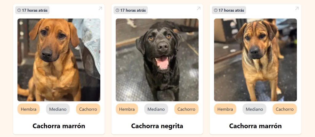 animales sin hogar | Ambienta