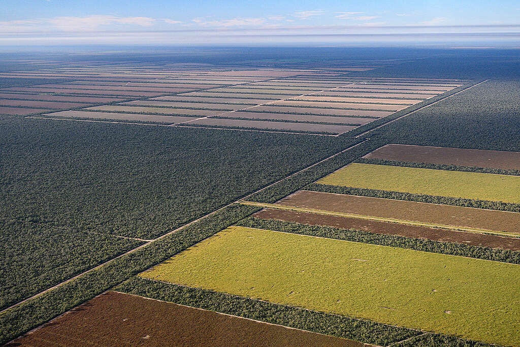 cca20e50-desmontes-sde-05-©-martin-katz-_-greenpeace-1024x683 | Ambienta