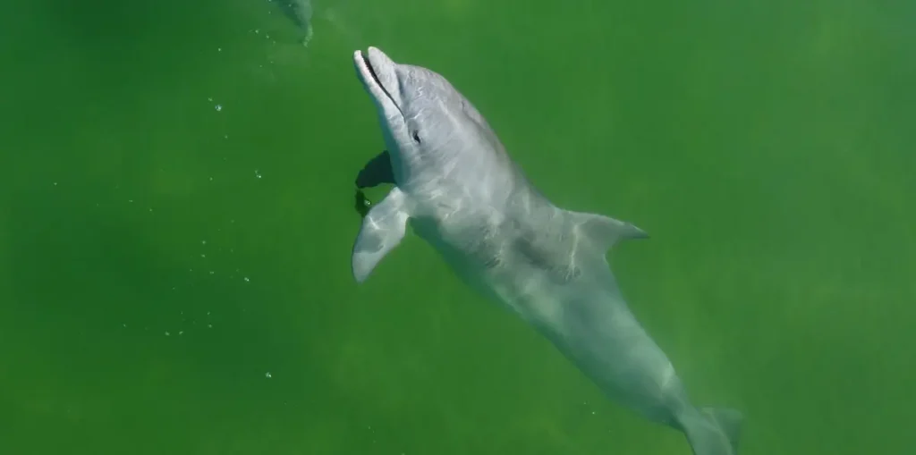 delfín en La Paloma, Rocha. Fotografía de Leandro Borba sobre la fauna marina de Uruguay.