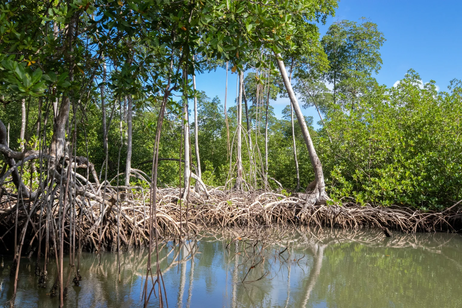 Día Mundial De La Defensa Del Manglar día mundial del manglar